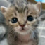 Mr.Cat