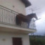 horse on balcony