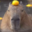 capybara