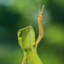 lizardmasterrich