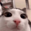 VOLK