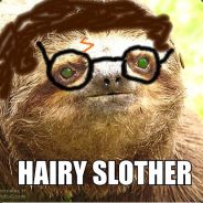 Hairy Slother