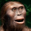 Australopithecus Afarensis