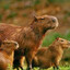 Capibara