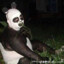 Pandazver