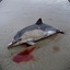 dead porpoise