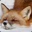 FoxTheKiller