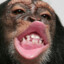 Chimpsmacker