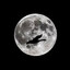 Moongoose_TV