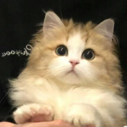 大战冰淇淋的麻辣条子