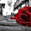 Sad Rose
