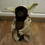 Yoda Dog
