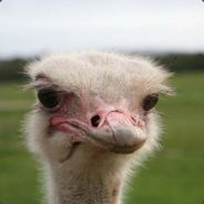 [ANG]_Walkanaft