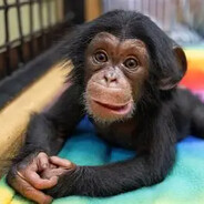 chimp boy
