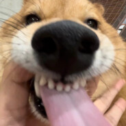 未練