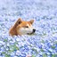 Flower doggo