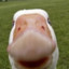 Goose