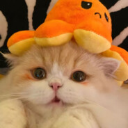 哥哥姐姐不要rewind