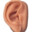 Trumps Right Ear