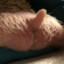 little hedgehog&#039;s ass