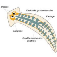 Platyhelminthes
