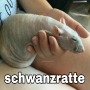 Schwanzratte