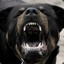 AngryRottweiler