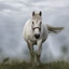 HorseGirl