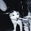 meow