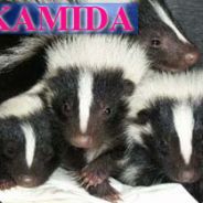 Kamida - steam id 76561197965778837