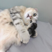 顶天立地负心汉