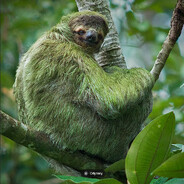 Algae - steam id 76561198358979253