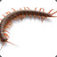 A centipede