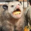 threepossumsinacoat