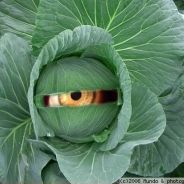 Cabbage