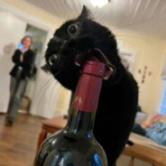 donald trump please save me