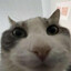 catMEOW