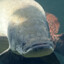Arapaima