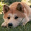 Xatiko