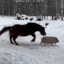 добрый конь