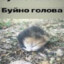 АЛАХ ЭТО МАША?