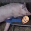жыве Беларусь