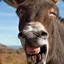 donkey_tickle