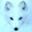 Arctic.fox.99