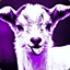Sir Purple Goat
