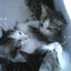 Geblw =)