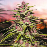 BooboSin - steam id 76561199822526484