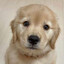 harmless and rested angel mutt