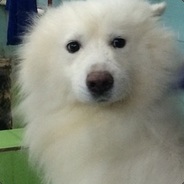 小灰灰,会不会,让我忘了你是谁.