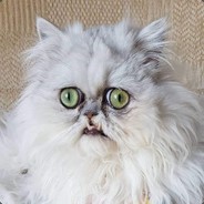 Kotmidas